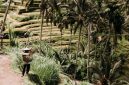 Seorang petani swadaya sedang memanen buah tandan segar kelapa sawit yang telah memenuhi standar budi daya ramah lingkungan di Sumatra.