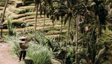 Seorang petani swadaya sedang memanen buah tandan segar kelapa sawit yang telah memenuhi standar budi daya ramah lingkungan di Sumatra.