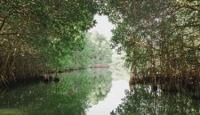 Pengunjung menyusuri jembatan kayu di kawasan ekowisata mangrove pesisir sembari mempelajari peran penting hutan bakau dalam menjaga ekosistem pantai dari abrasi.