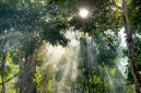 Sinar matahari pagi menerobos celah rimbunnya kanopi hutan tropis Indonesia yang kian pulih, menciptakan suasana asri yang kini menjadi tujuan favorit ekowisata masyarakat urban.