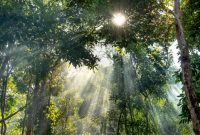 Menghirup Harapan Baru di Bawah Naungan Kanopi Hutan Nusantara Yang Kian Pulih