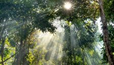 Sinar matahari pagi menerobos celah rimbunnya kanopi hutan tropis Indonesia yang kian pulih, menciptakan suasana asri yang kini menjadi tujuan favorit ekowisata masyarakat urban.