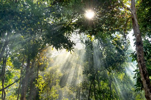 Sinar matahari pagi menerobos celah rimbunnya kanopi hutan tropis Indonesia yang kian pulih, menciptakan suasana asri yang kini menjadi tujuan favorit ekowisata masyarakat urban.