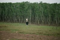 Menelusuri Jejak Hutan Bakau Pesisir Jawa yang Menyelamatkan Desa dari Ancaman Abrasi Laut
